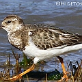 Ruddy Turnstone Juv (indicated by worn-out coverts with white margin)<br />Canon EOS 7D + EF400 F5.6L